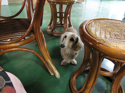 IMG_8726 (by ShuLin) IMG_8726 (by ShuLin)
