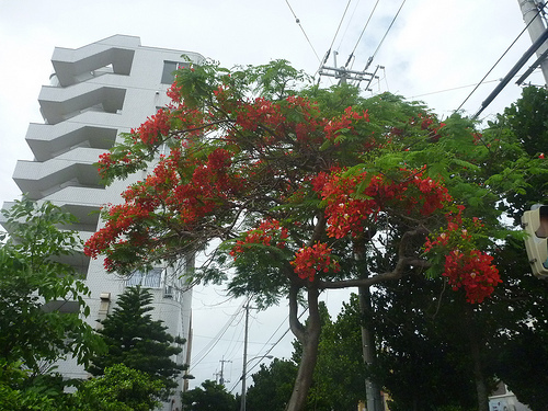 P1180438 (by ShuLin) P1180438 (by ShuLin)