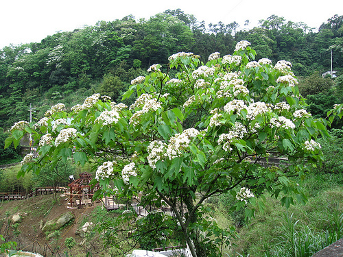 IMG_7399 (by ShuLin) IMG_7399 (by ShuLin)