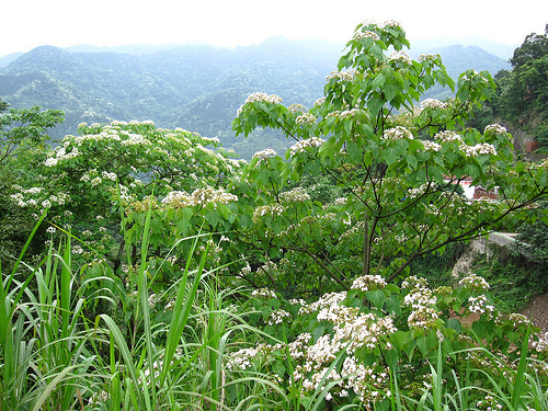 IMG_7402 (by ShuLin) IMG_7402 (by ShuLin)