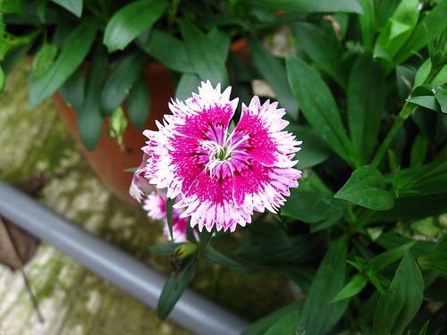 IMG_7420 (by ShuLin) IMG_7420 (by ShuLin)