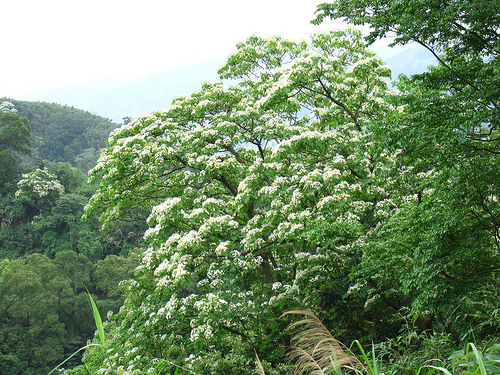 IMG_7423 (by ShuLin) IMG_7423 (by ShuLin)