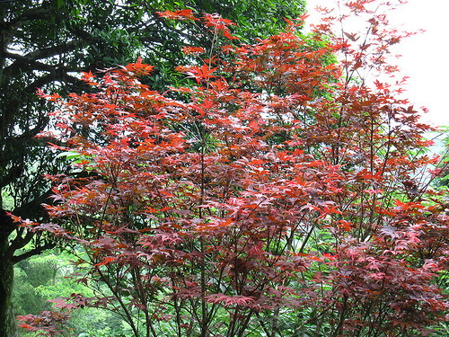 IMG_7425 (by ShuLin) IMG_7425 (by ShuLin)