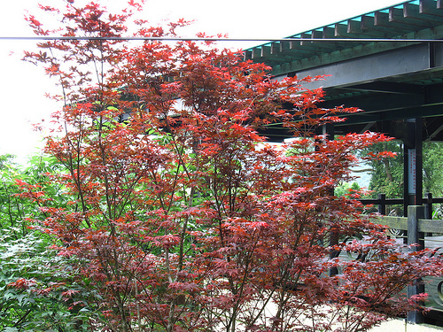 IMG_7426 (by ShuLin) IMG_7426 (by ShuLin)