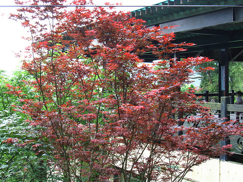 IMG_7427 (by ShuLin) IMG_7427 (by ShuLin)