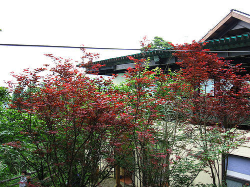 IMG_7433 (by ShuLin) IMG_7433 (by ShuLin)