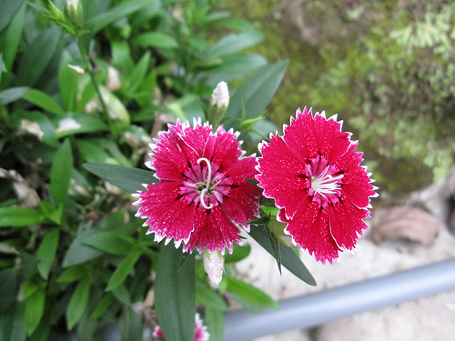 IMG_7451 (by ShuLin) IMG_7451 (by ShuLin)