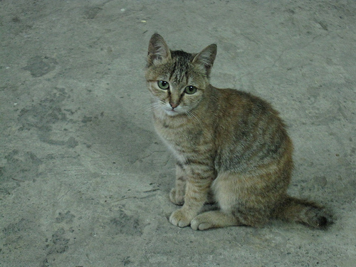 IMG_7459 (by ShuLin) IMG_7459 (by ShuLin)