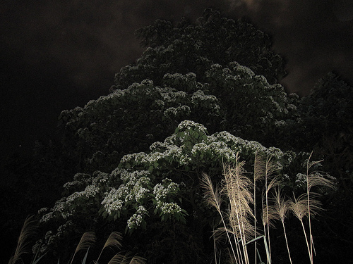 IMG_7477 (by ShuLin) IMG_7477 (by ShuLin)
