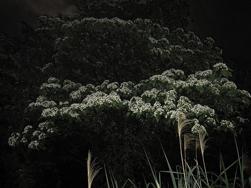 IMG_7478 (by ShuLin) IMG_7478 (by ShuLin)
