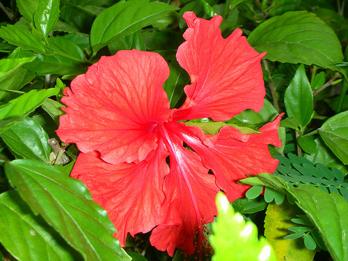 DSCN8453 (by ShuLin) DSCN8453 (by ShuLin)