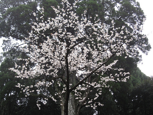 IMG_6231 (by ShuLin) IMG_6231 (by ShuLin)
