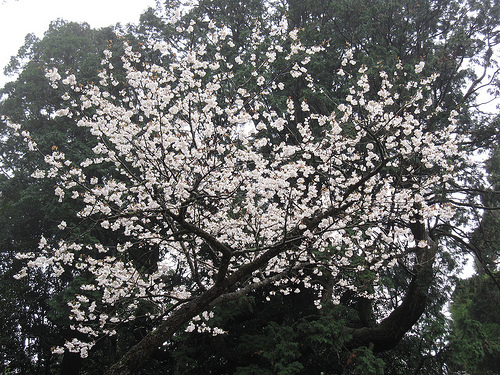 IMG_6232 (by ShuLin) IMG_6232 (by ShuLin)