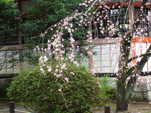 IMG_6236 (by ShuLin) IMG_6236 (by ShuLin)