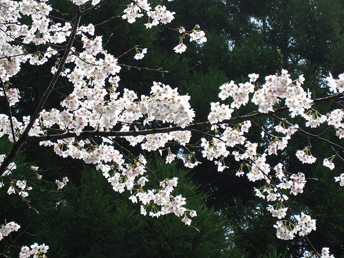 IMG_6238 (by ShuLin) IMG_6238 (by ShuLin)