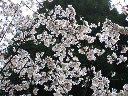 IMG_6240 (by ShuLin) IMG_6240 (by ShuLin)