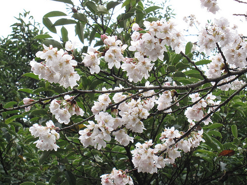 IMG_6250 (by ShuLin) IMG_6250 (by ShuLin)