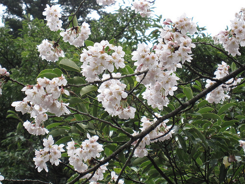IMG_6251 (by ShuLin) IMG_6251 (by ShuLin)