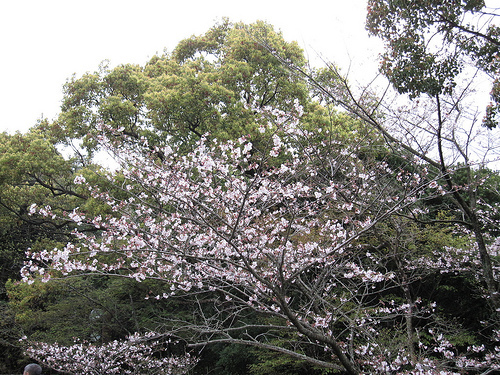 IMG_6300 (by ShuLin) IMG_6300 (by ShuLin)