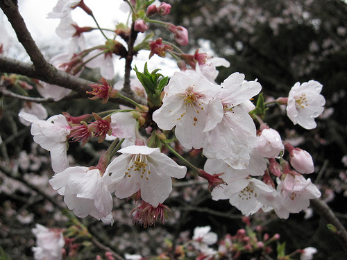 IMG_6302 (by ShuLin) IMG_6302 (by ShuLin)