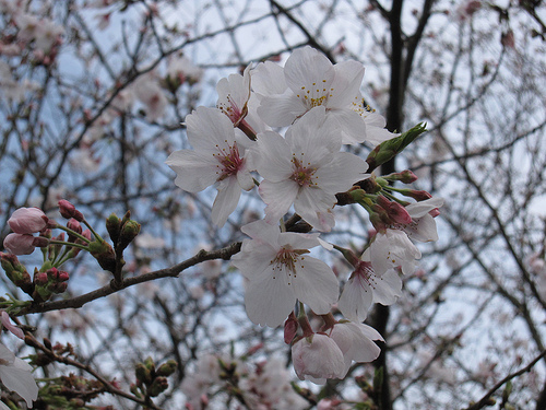 IMG_6332 (by ShuLin) IMG_6332 (by ShuLin)