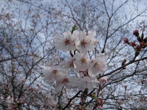 IMG_6334 (by ShuLin) IMG_6334 (by ShuLin)