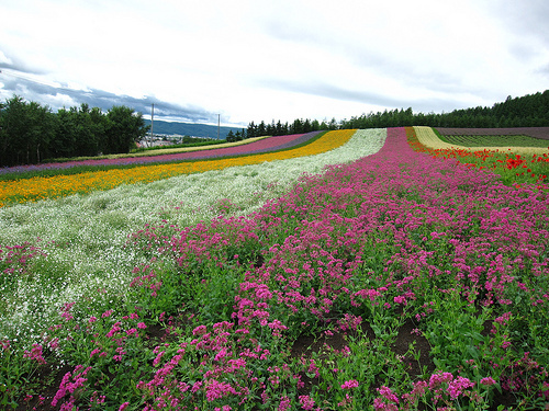 富田農場 彩虹花田 (by ShuLin)