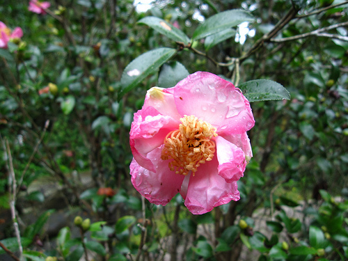 平林休閒農莊 (by ShuLin) 平林休閒農莊 (by ShuLin)