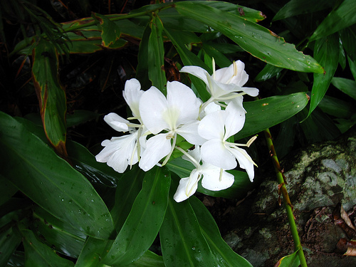 平林休閒農莊 (by ShuLin) 平林休閒農莊 (by ShuLin)