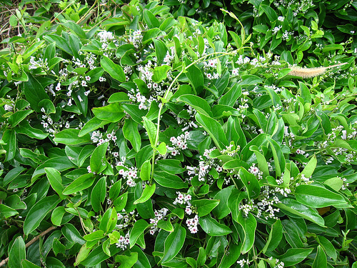 東海雄風 旁邊的花 (by ShuLin) 東海雄風 旁邊的花 (by ShuLin)