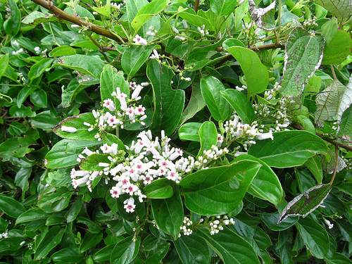 東海雄風 旁邊的花 (by ShuLin) 東海雄風 旁邊的花 (by ShuLin)