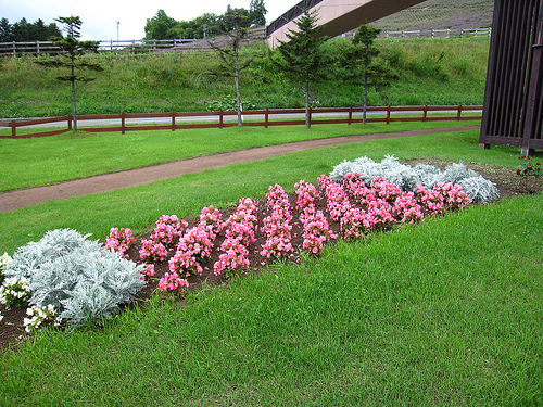 中富良野 Flower Park (by ShuLin)