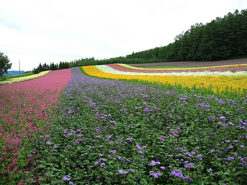 富田農場 彩虹花田 (by ShuLin)