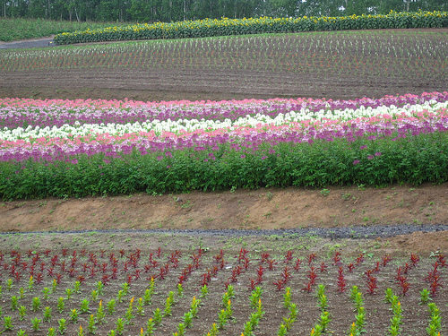 四季彩の丘彩虹花田 (by ShuLin)