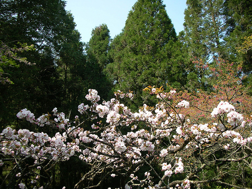 梅園 (by ShuLin) 梅園 (by ShuLin)