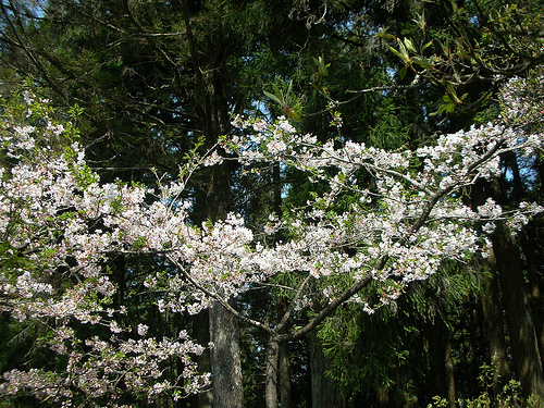 梅園入口 (by ShuLin) 梅園入口 (by ShuLin)
