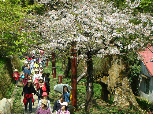 賞櫻步道 (by ShuLin) 賞櫻步道 (by ShuLin)