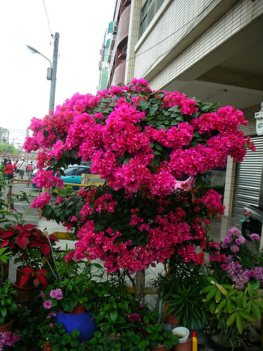 彰化車站外民宅的花 (by ShuLin) 彰化車站外民宅的花 (by ShuLin)