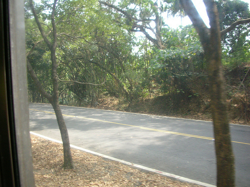 綠色隧道 (by ShuLin) 綠色隧道 (by ShuLin)