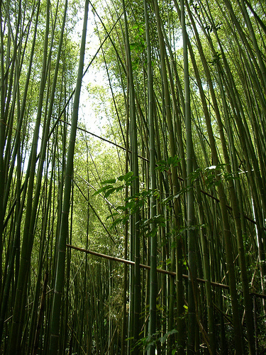 新竹縣尖石鄉忘憂谷步道