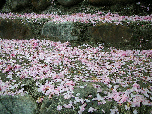 地上的落花