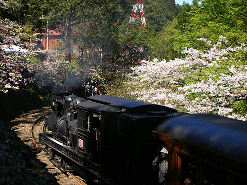 小火車和櫻花
