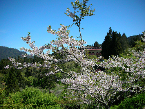 沼平公園櫻花