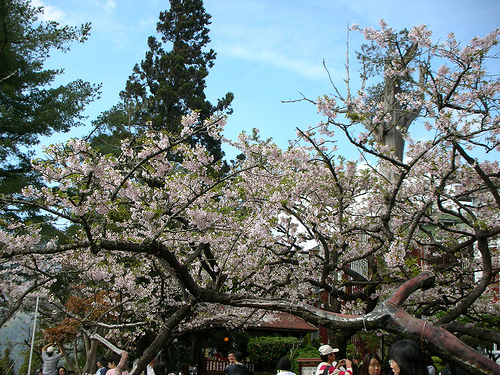 阿里山賓館前