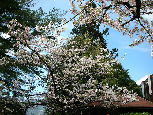 阿里山賓館前