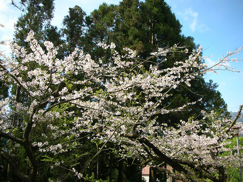 阿里山賓館前馬路