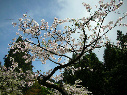 阿里山賓館前馬路