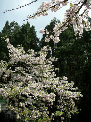 阿里山賓館前馬路