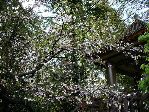 慈雲寺側門櫻花