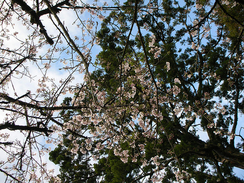 慈雲寺櫻花